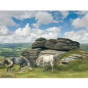 KONĚ V PARKU DARTMOOR PUZZLE RAVENSBURGER 2000 dílků   Ravensburger PRA-166343 4005556166343